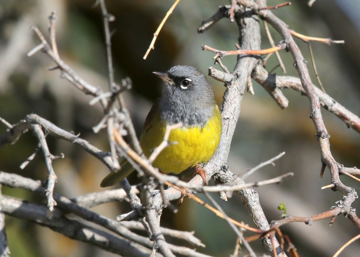 MacGillivray's Warbler - ML623446413