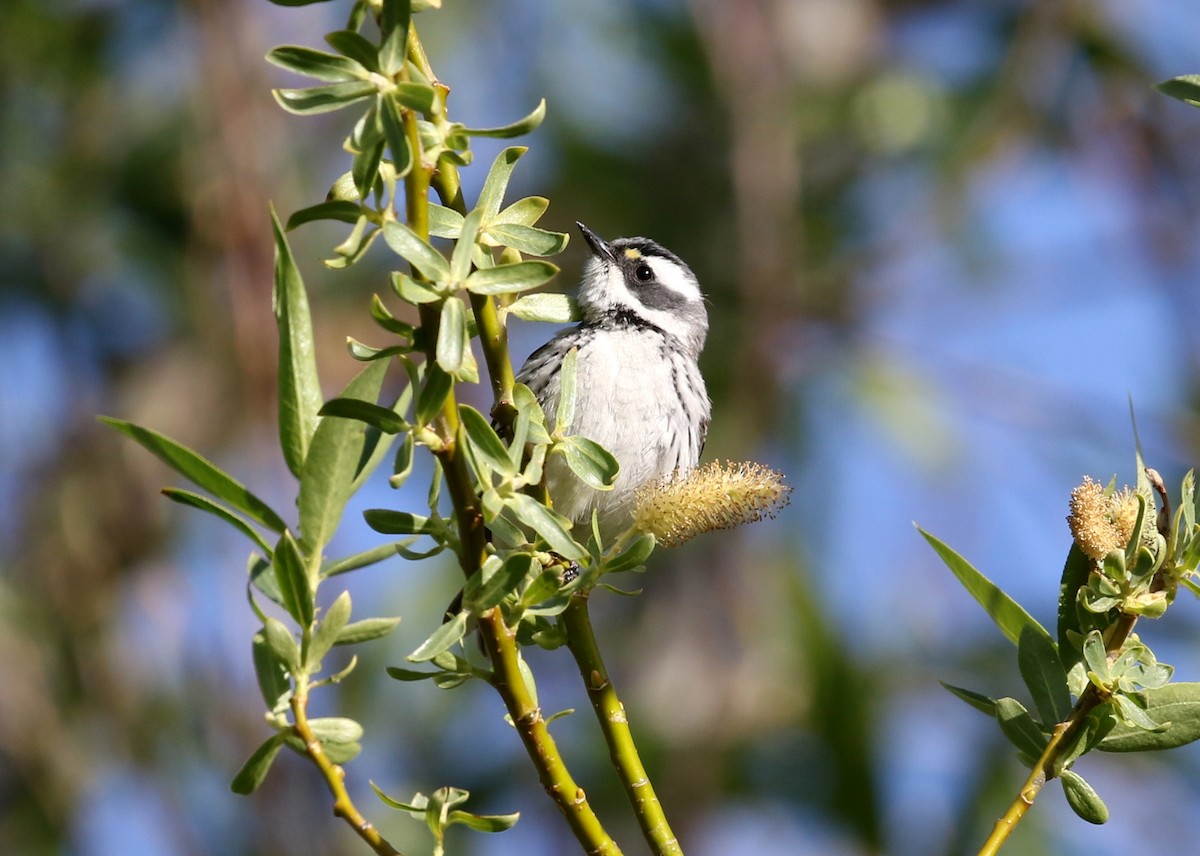 Black-throated Gray Warbler - ML623446437