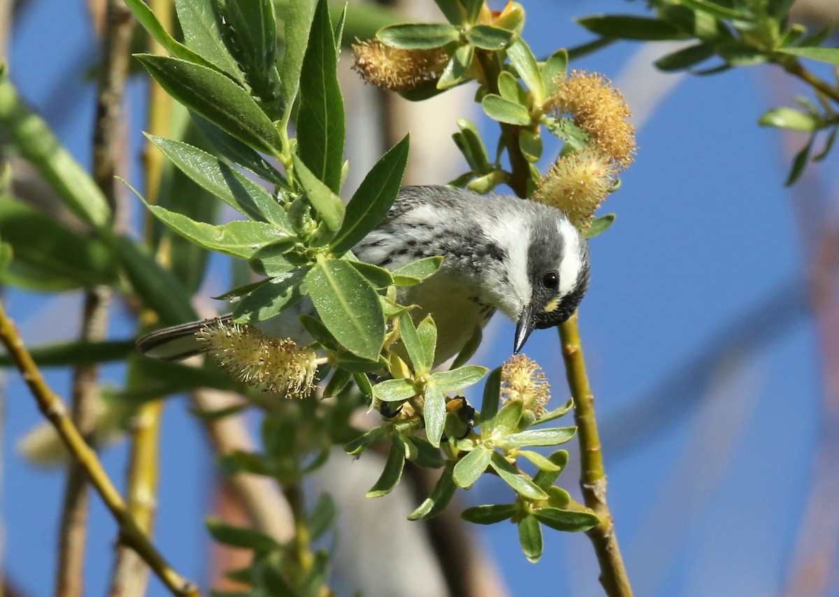 Black-throated Gray Warbler - ML623446438