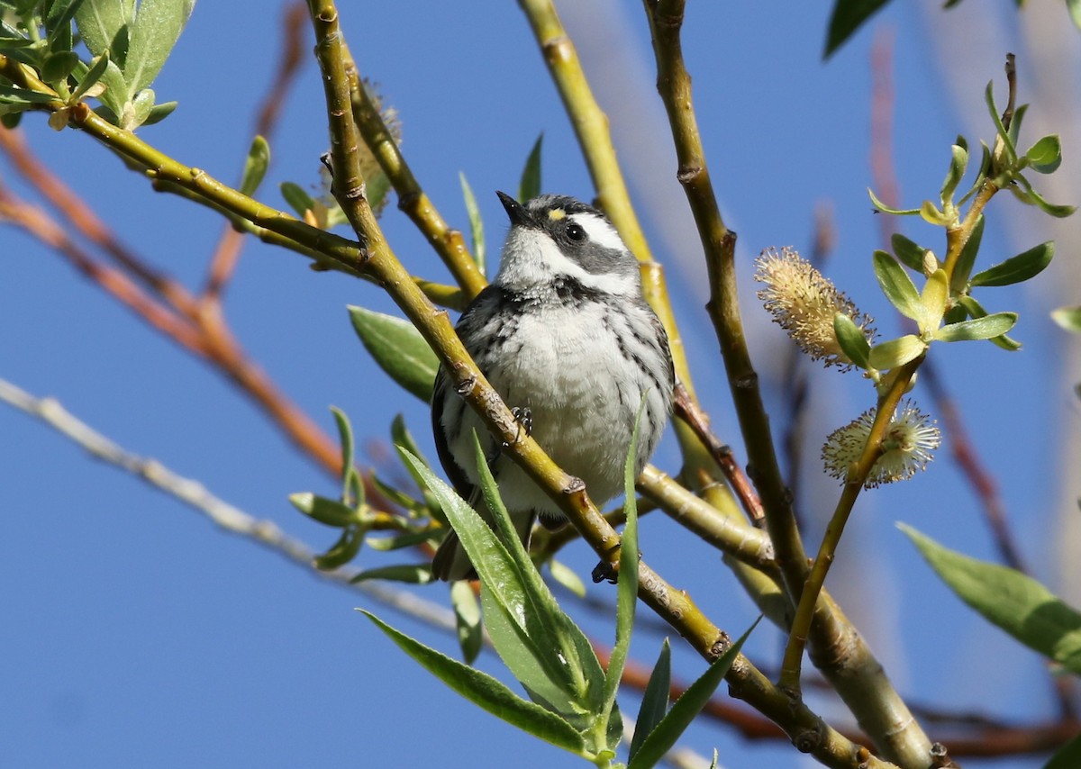 Black-throated Gray Warbler - ML623446439