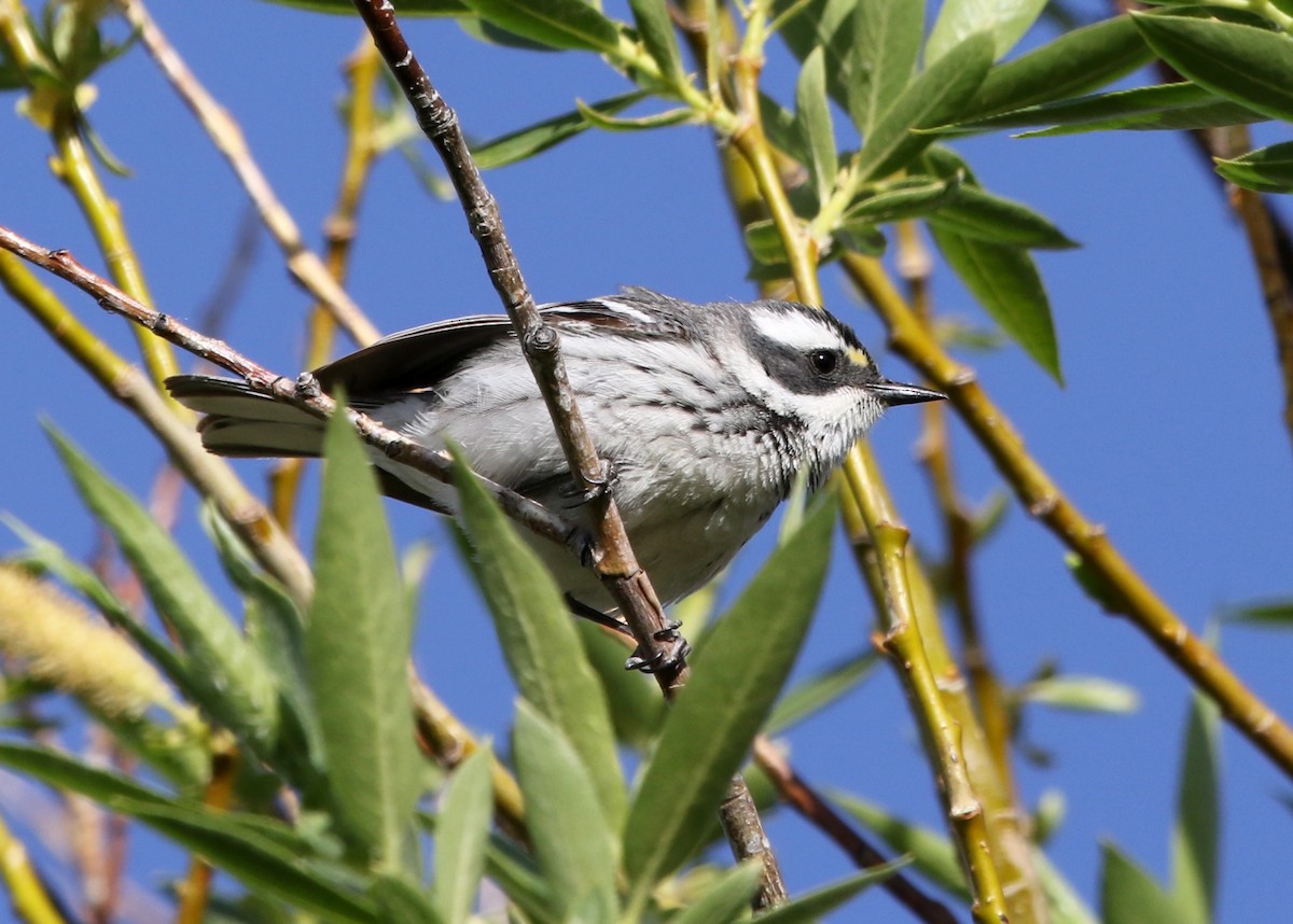 Black-throated Gray Warbler - ML623446440