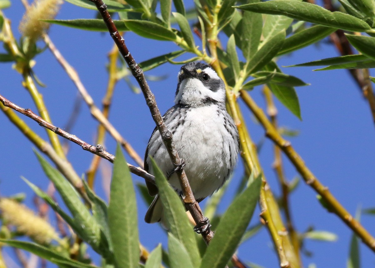 Black-throated Gray Warbler - ML623446441