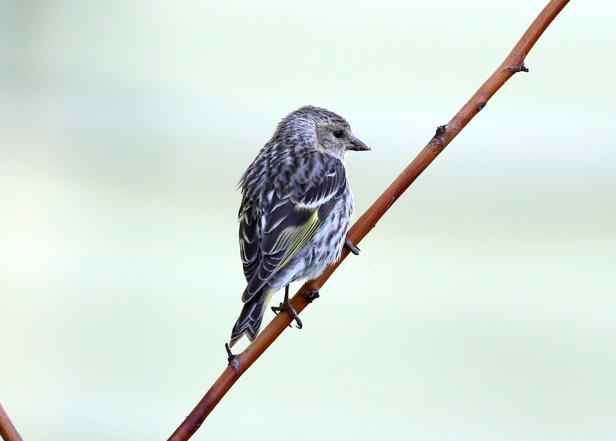 Pine Siskin - ML623446446