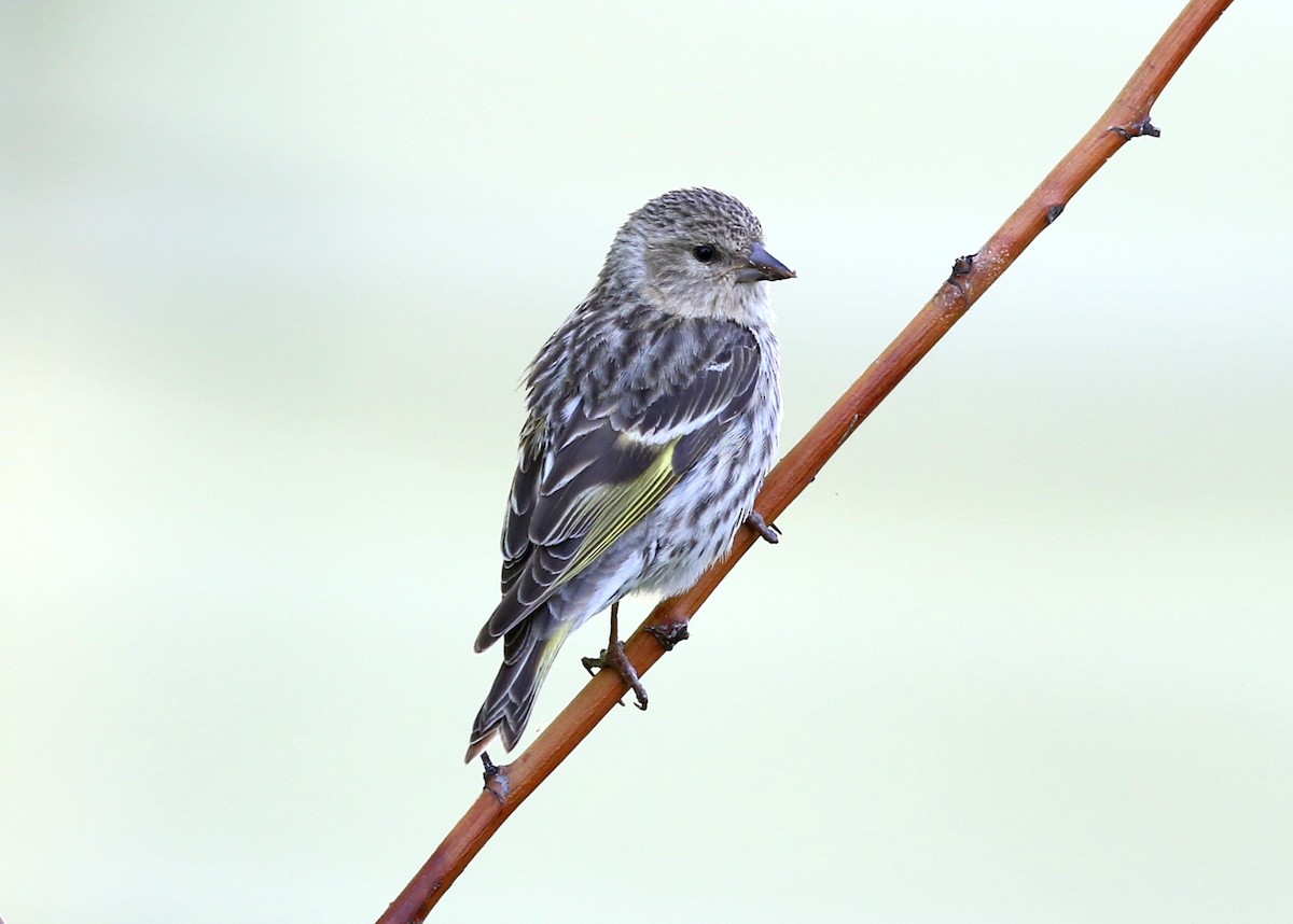 Pine Siskin - ML623446454