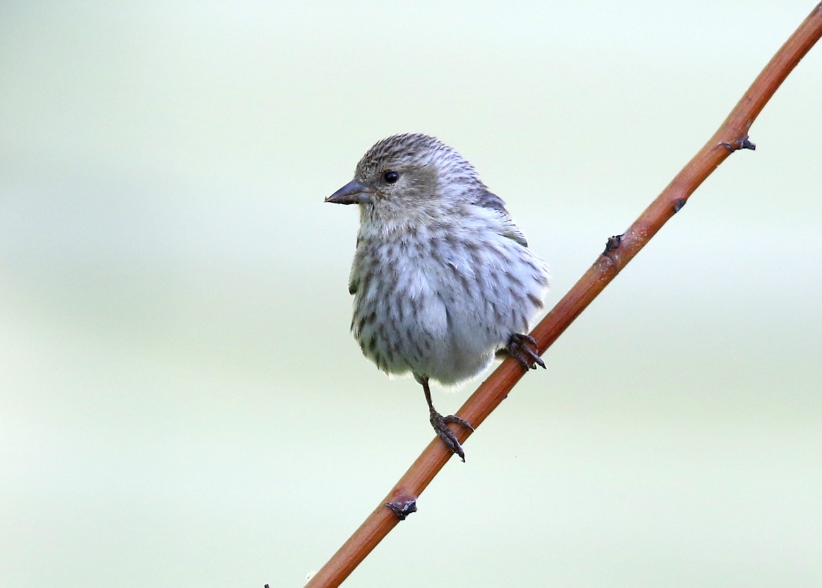 Pine Siskin - ML623446455