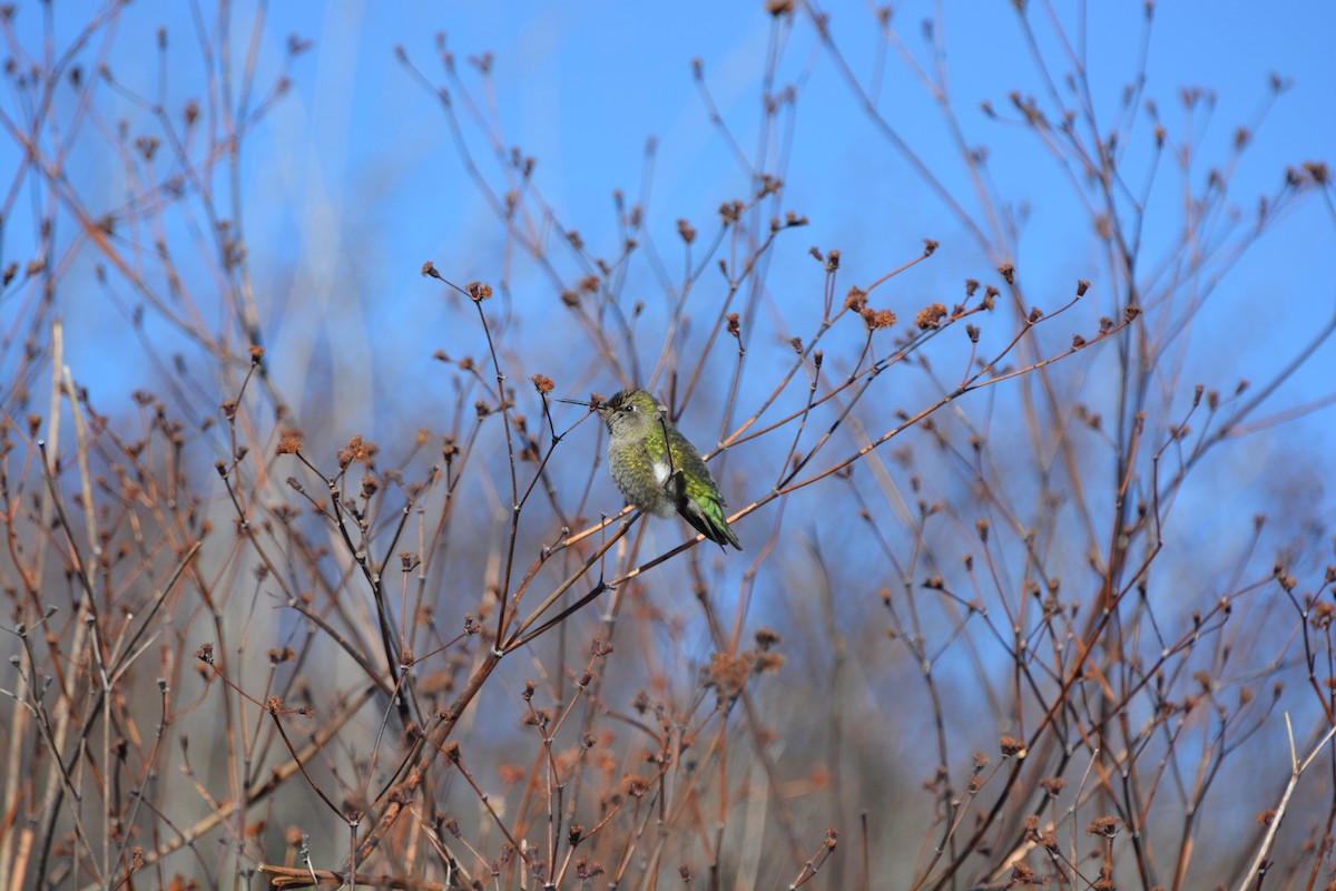 Costa's Hummingbird - ML623446506