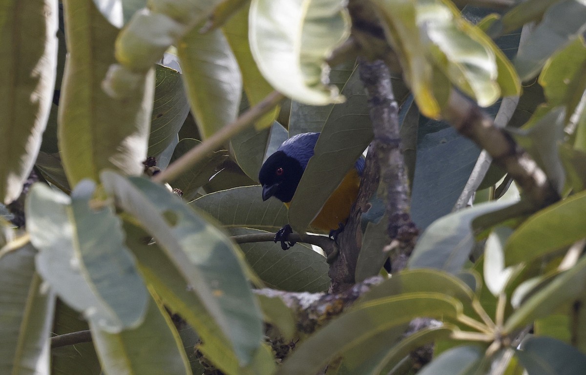 Hooded Mountain Tanager - ML623446529