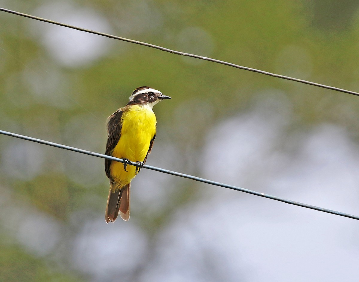 Rusty-margined Flycatcher - ML623446531