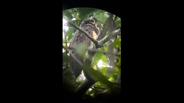 Spectacled Owl - ML623446539