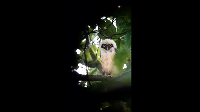 Spectacled Owl - ML623446542