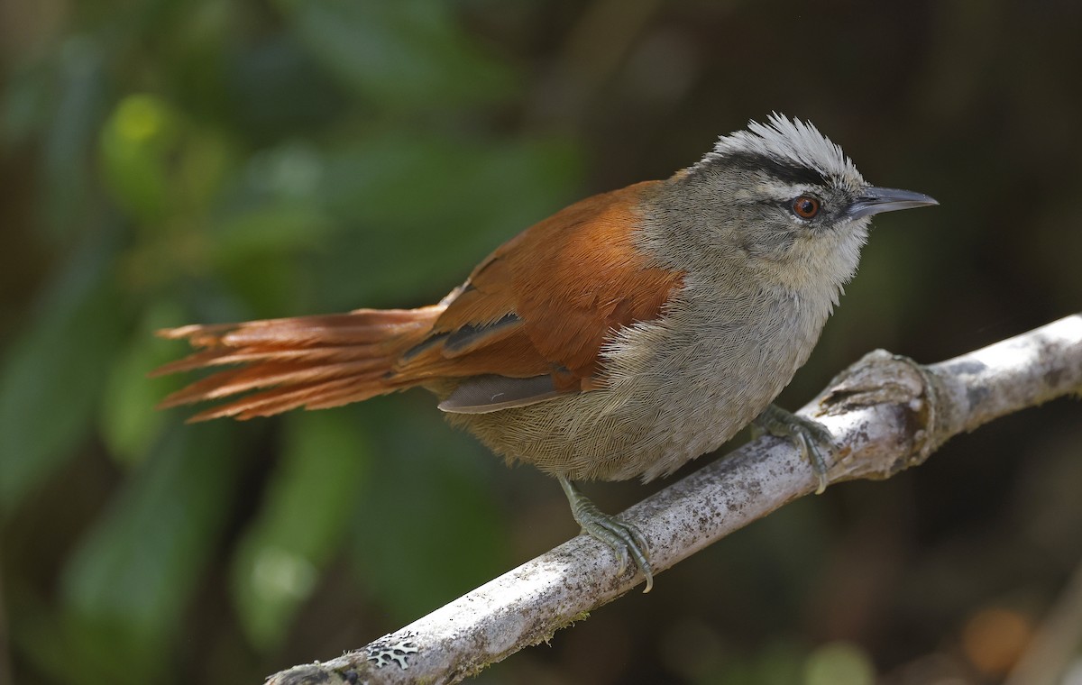 Vilcabamba Spinetail - Paul Chapman