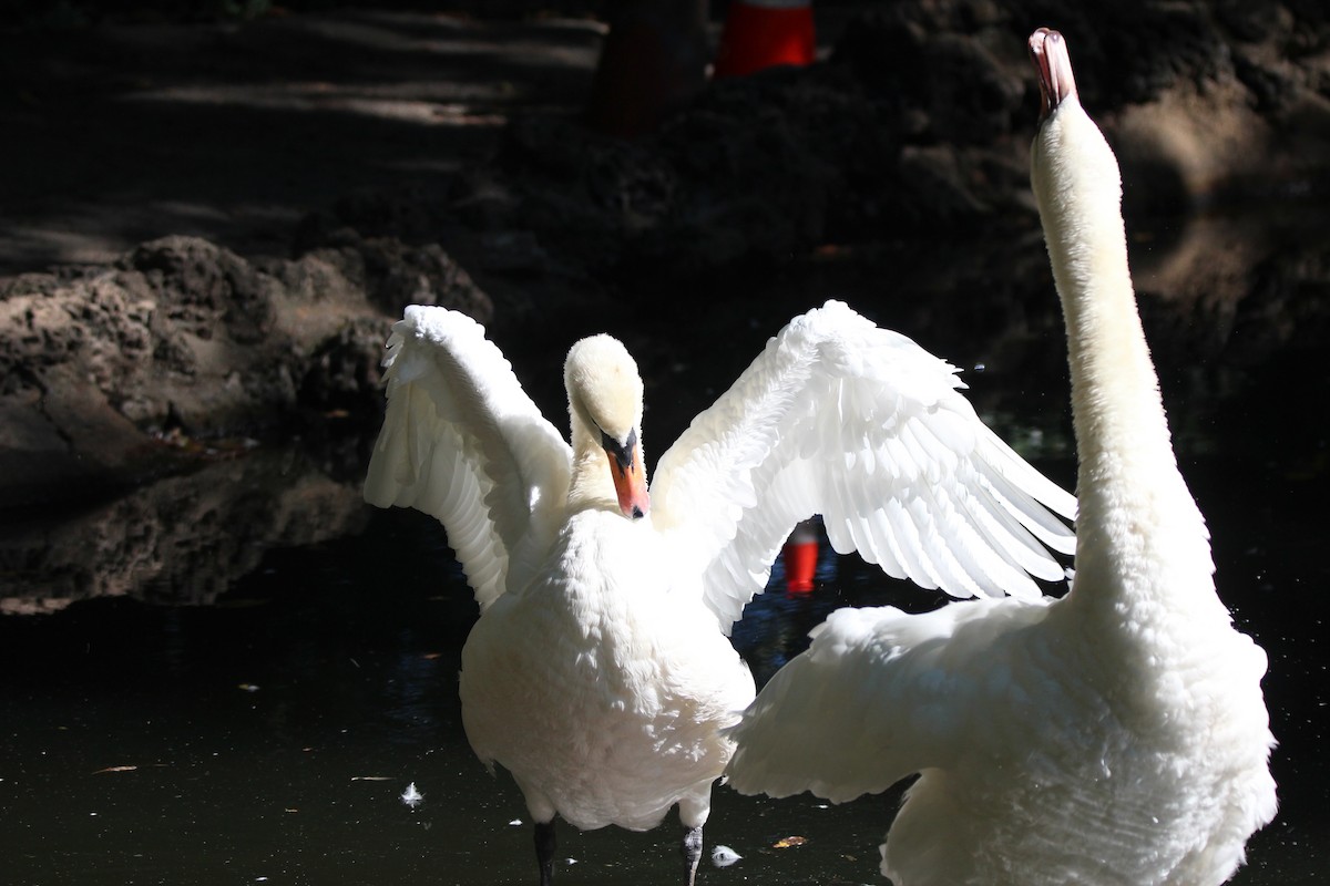 Mute Swan - ML623446612