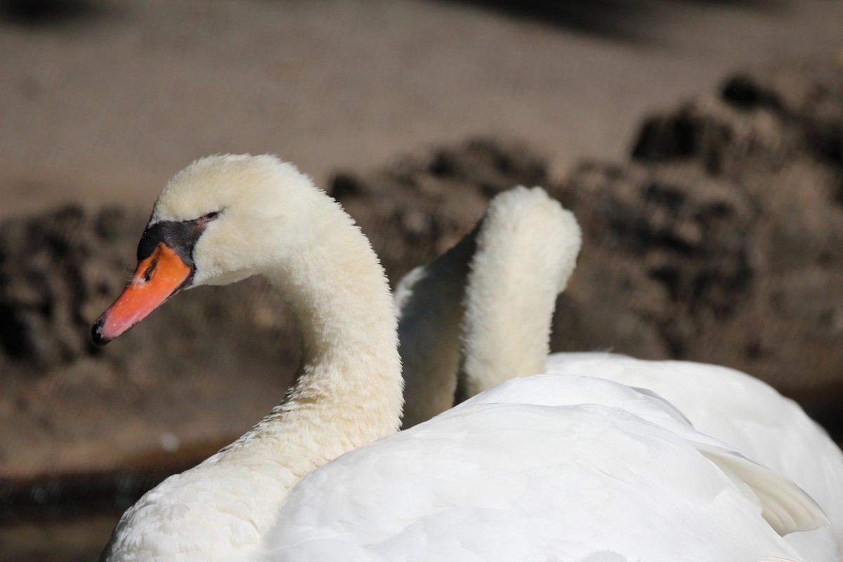 Mute Swan - ML623446613