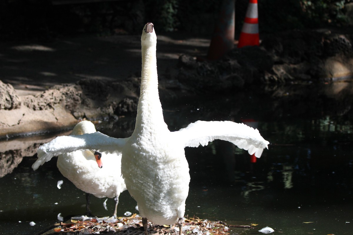 Mute Swan - ML623446614