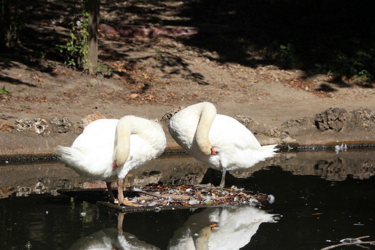 Mute Swan - ML623446615