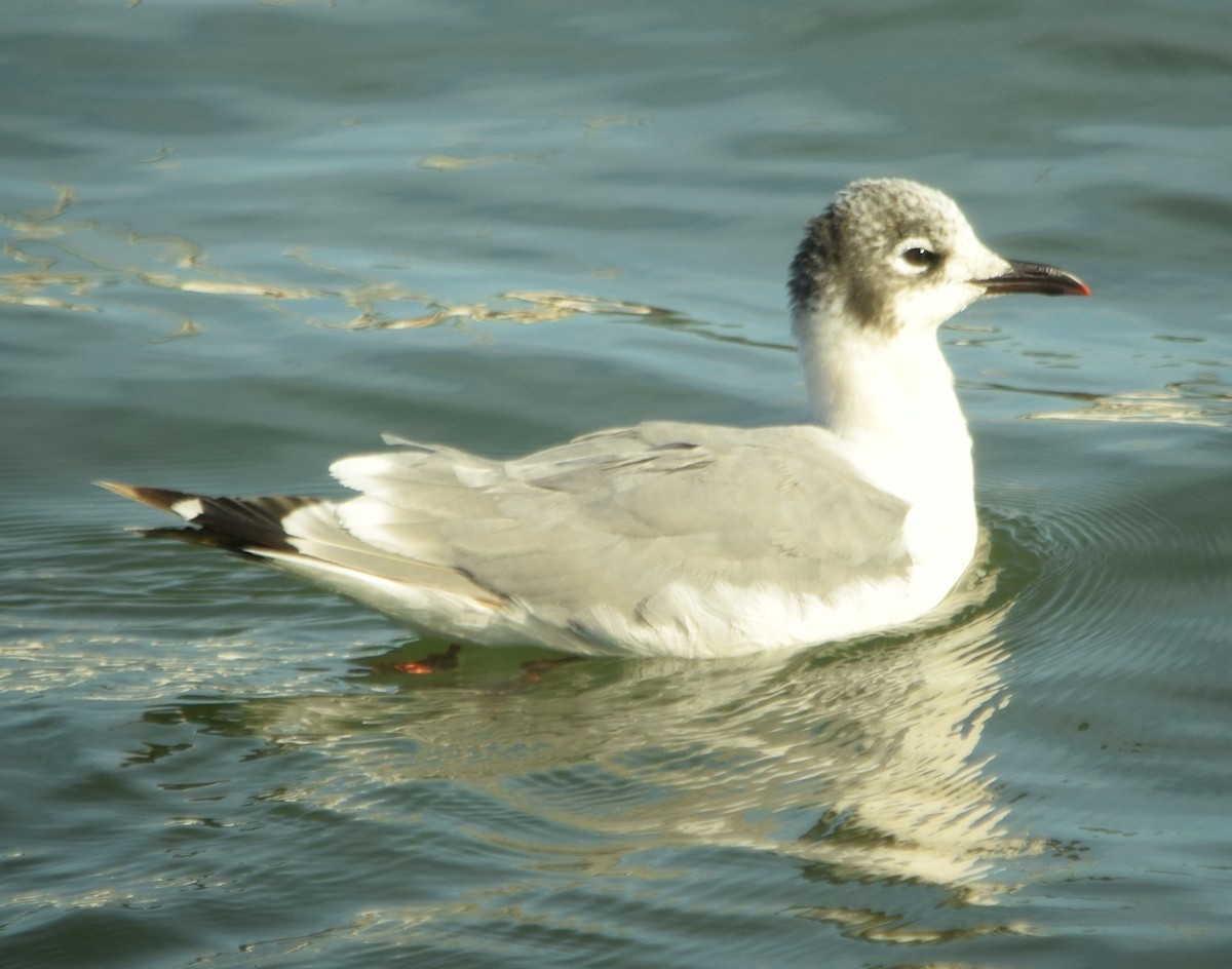 Gaviota Pipizcan - ML623446650