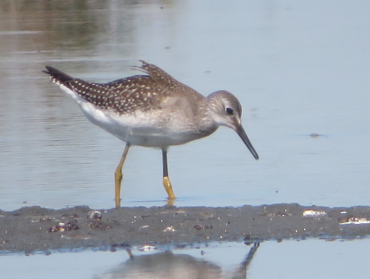 Lesser Yellowlegs - ML623446670