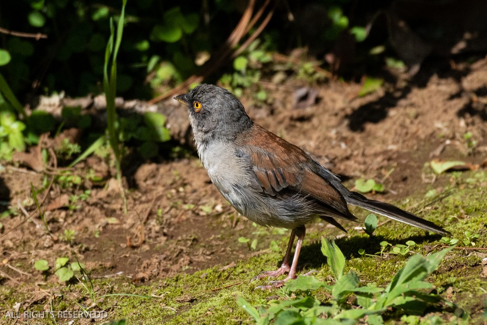 Yellow-eyed Junco - ML623446716