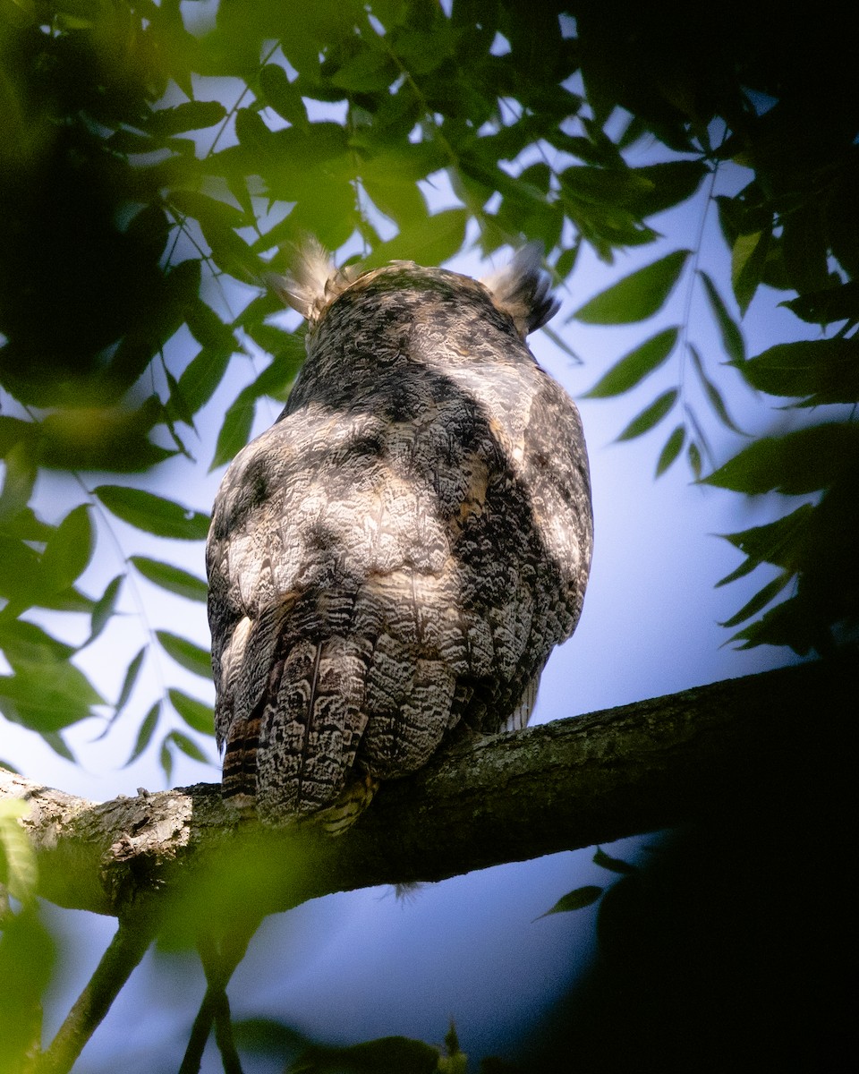 Great Horned Owl - ML623446742