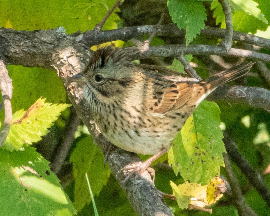 Lincoln's Sparrow - ML623446769