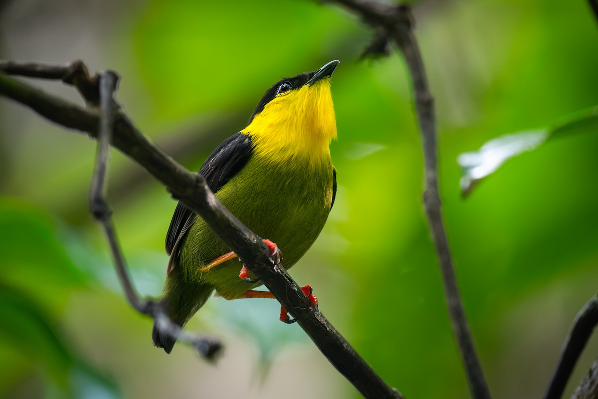 Golden-collared Manakin - ML623446782