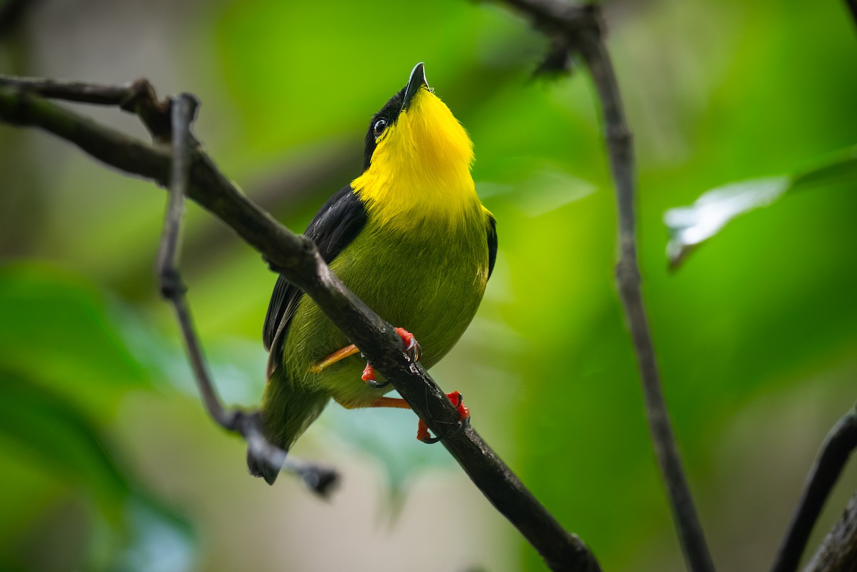 Golden-collared Manakin - ML623446783