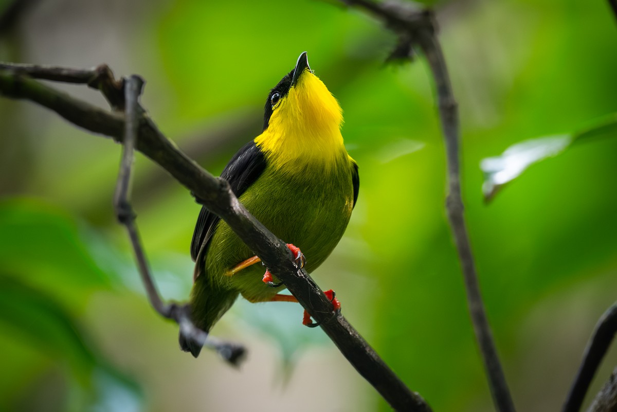 Golden-collared Manakin - ML623446784