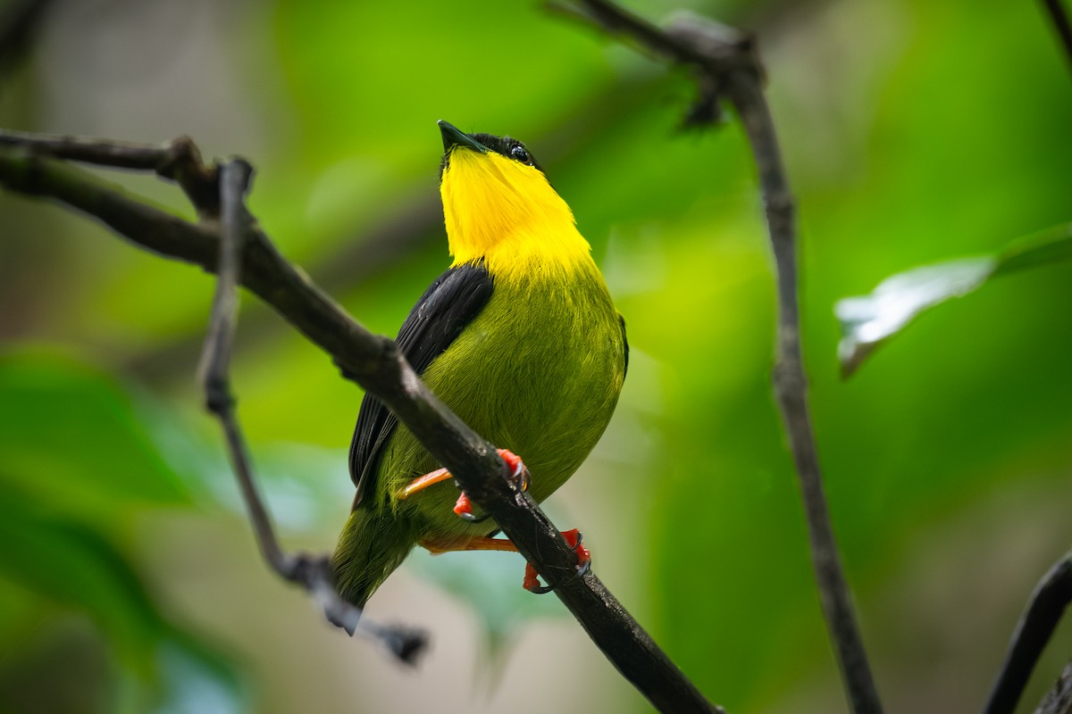 Golden-collared Manakin - ML623446785