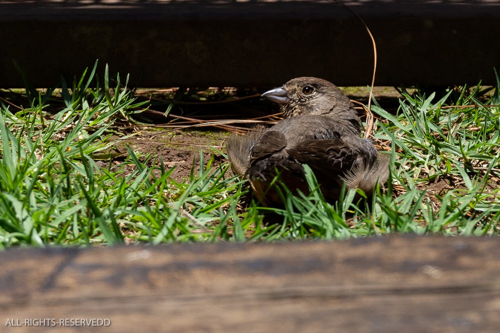 Canyon Towhee - ML623446795