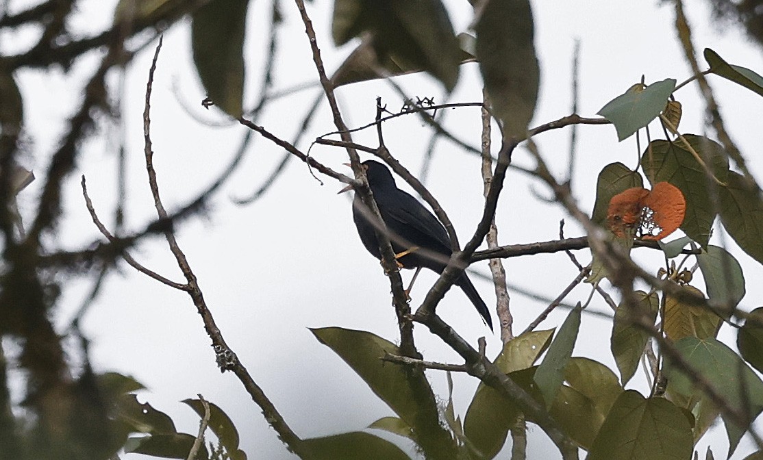 Glossy-black Thrush - ML623446875