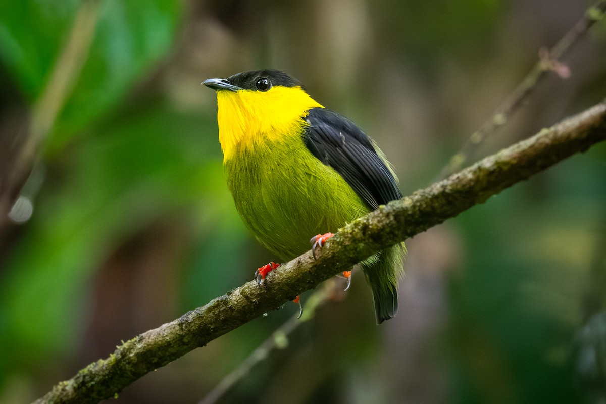 Golden-collared Manakin - ML623446882