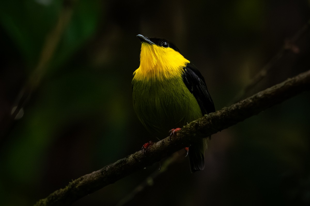 Golden-collared Manakin - ML623446885