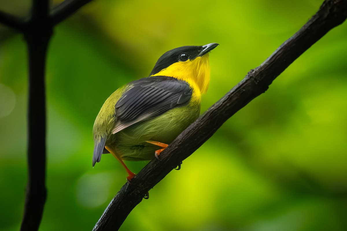 Golden-collared Manakin - ML623446886