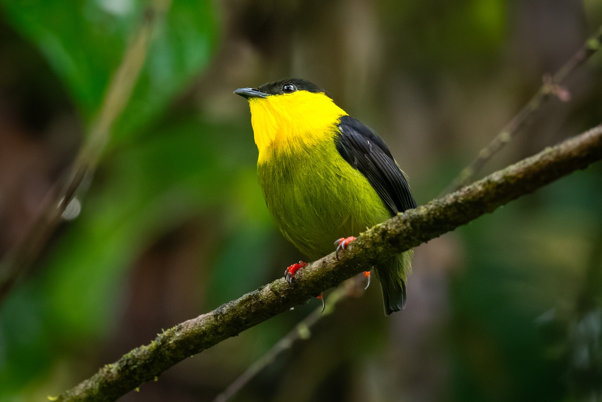 Golden-collared Manakin - Chris Thomas