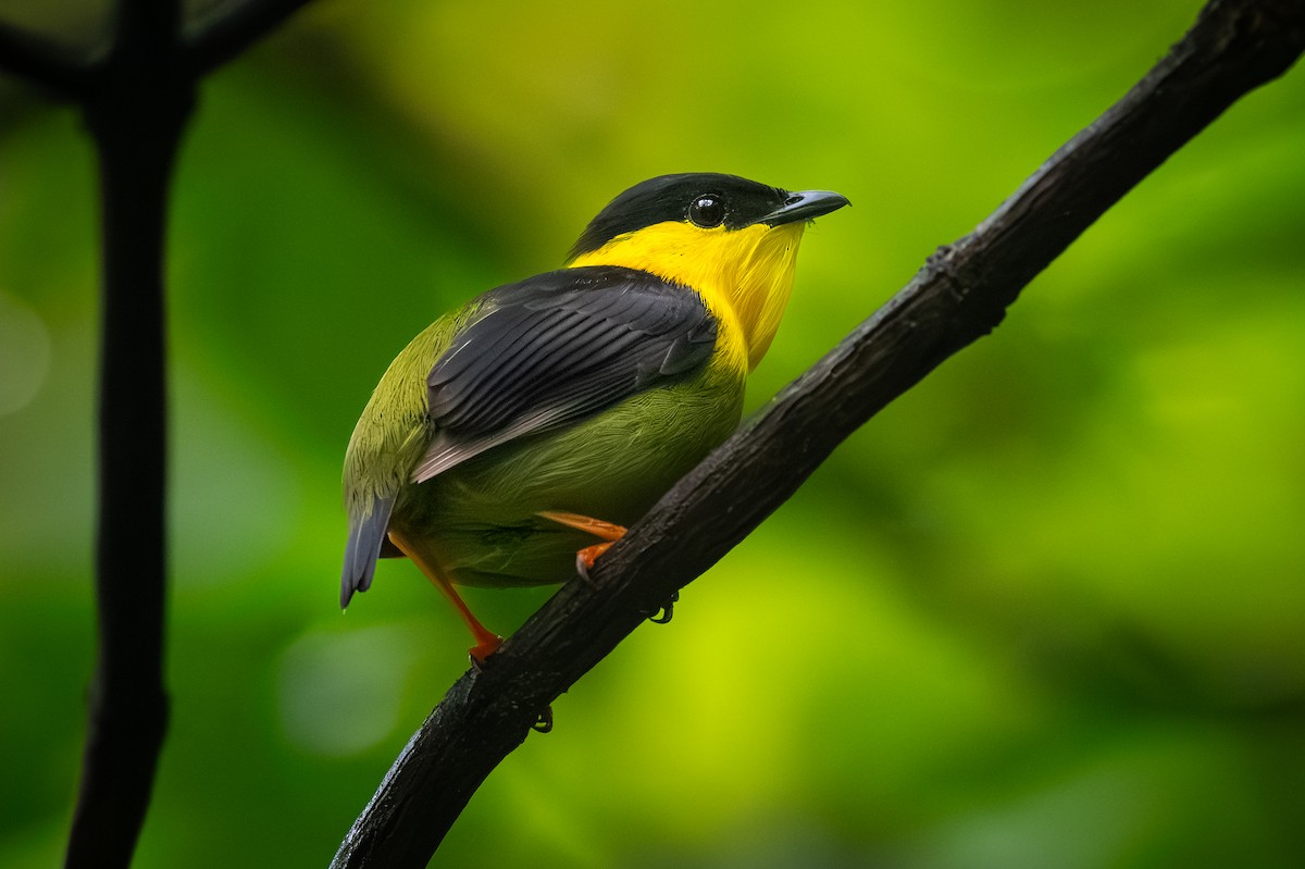 Golden-collared Manakin - Chris Thomas