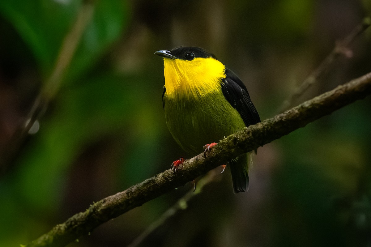 Golden-collared Manakin - ML623446889