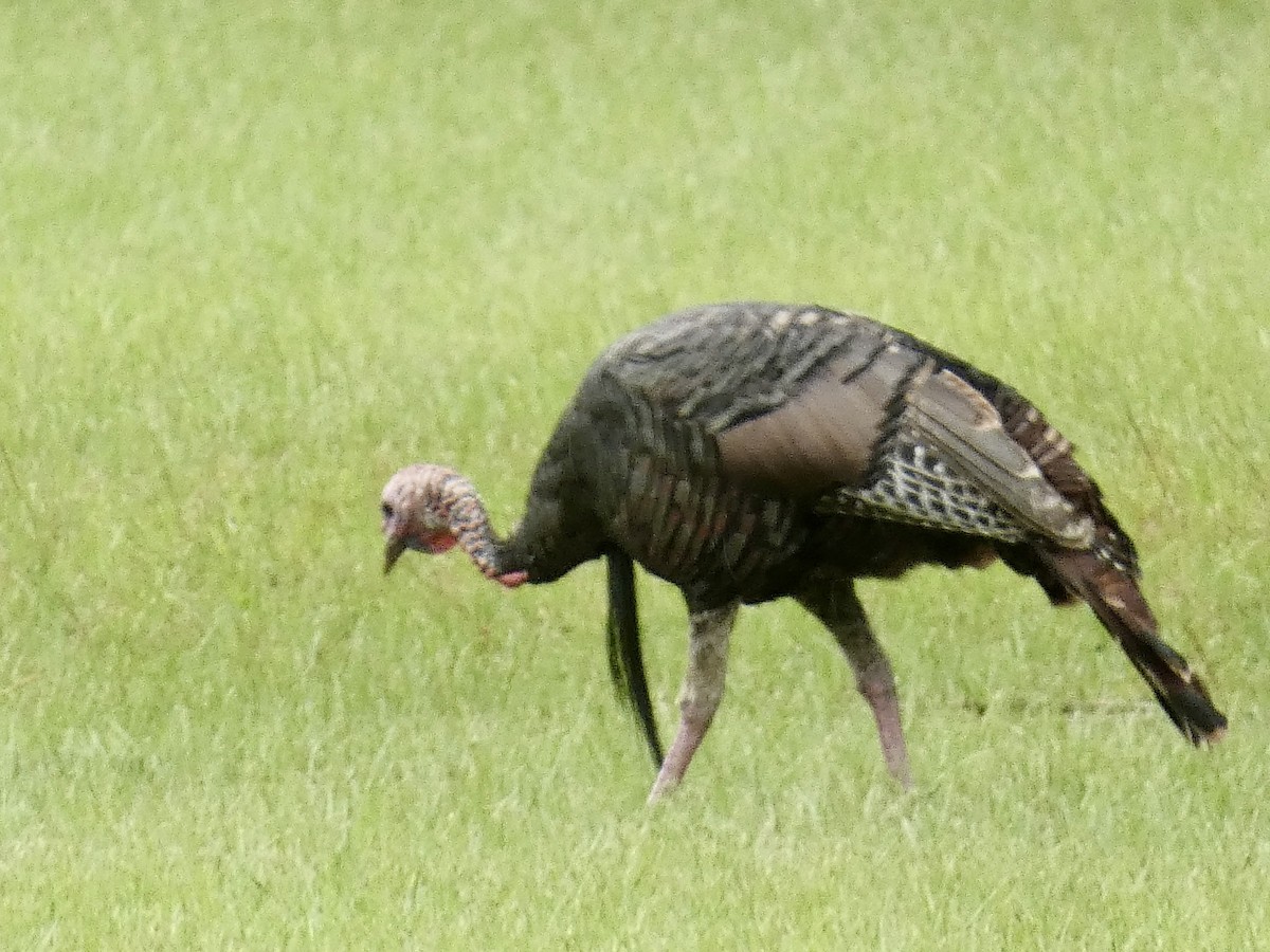 Wild Turkey - Christine Zamora