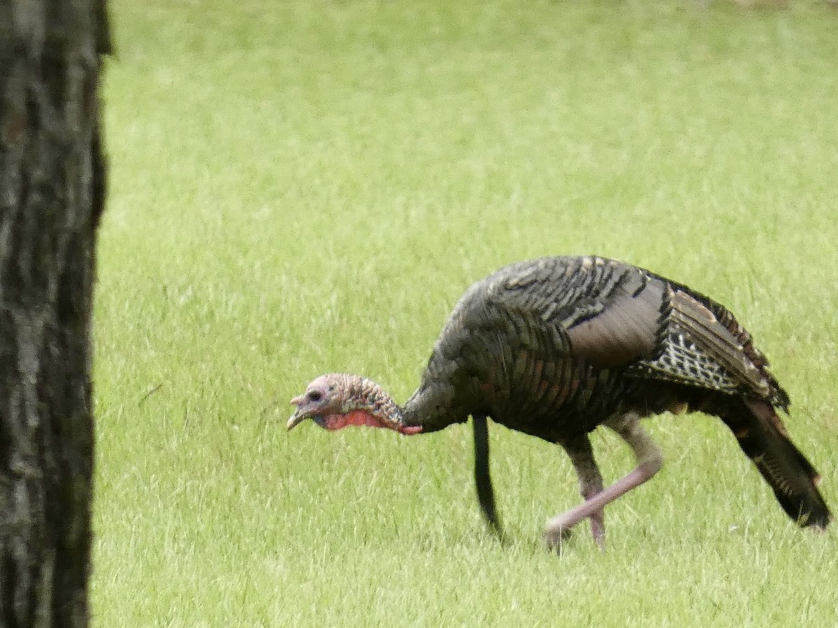 Wild Turkey - ML623446892