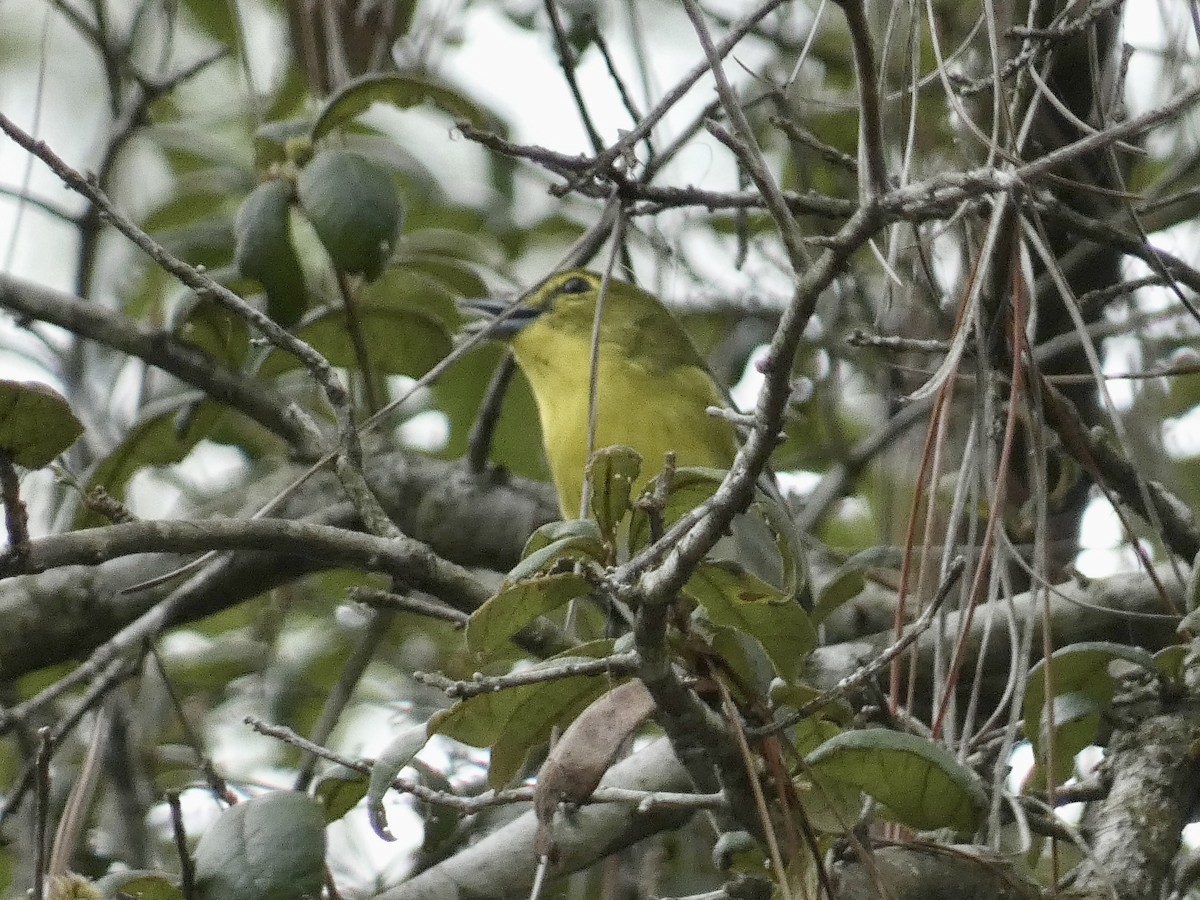 Yellow-throated Vireo - ML623446906