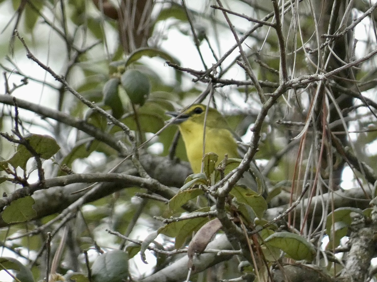 gulbrystvireo - ML623446907