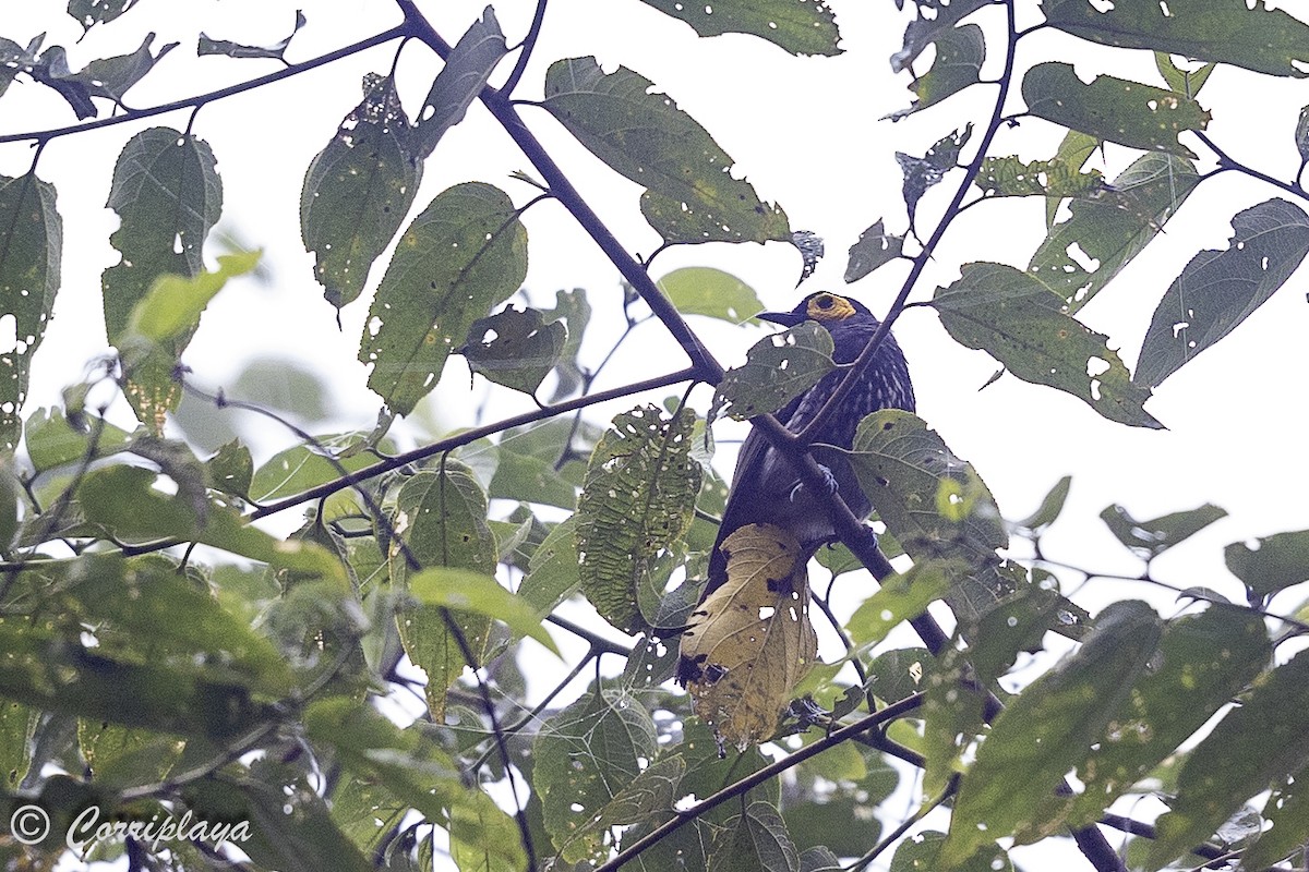 Arfak Honeyeater - ML623446931