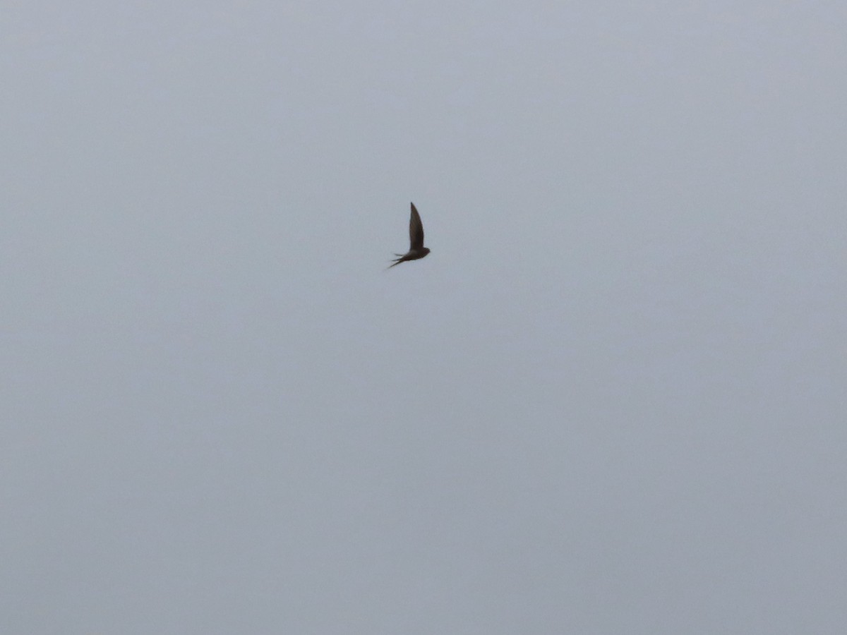 African Palm Swift - Michelle Browning