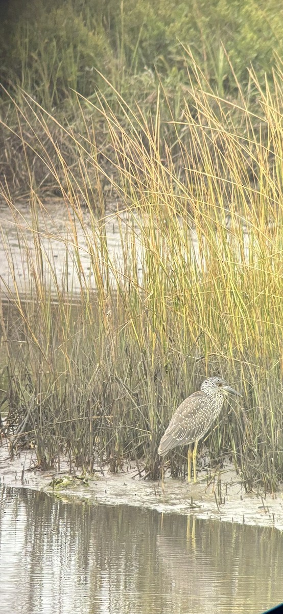 Yellow-crowned Night Heron - ML623446972