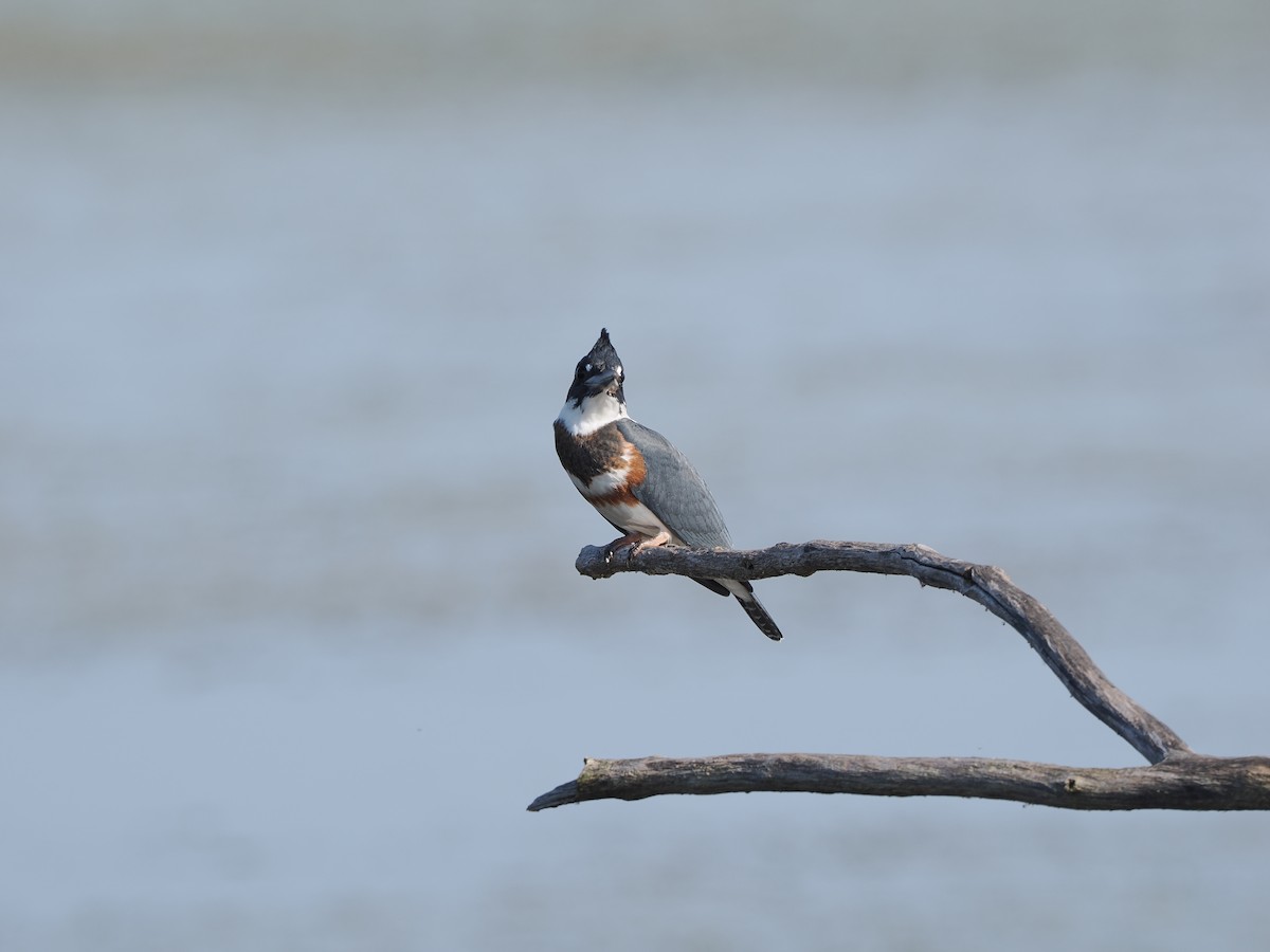 Belted Kingfisher - ML623446980