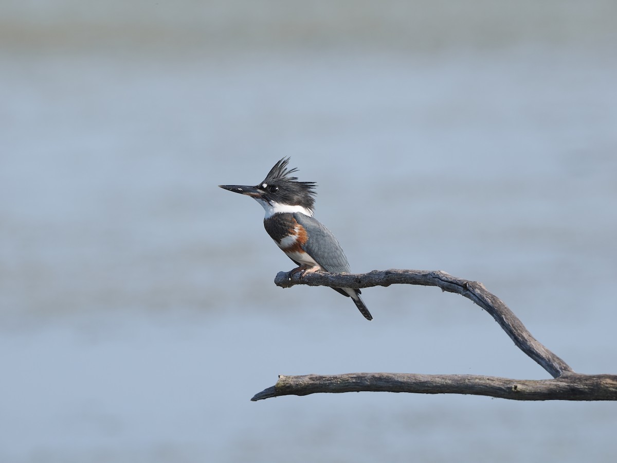 Belted Kingfisher - ML623446982