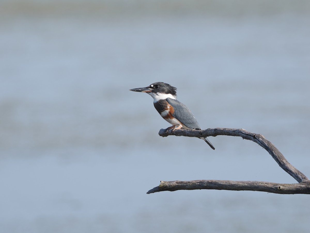 Belted Kingfisher - ML623446984