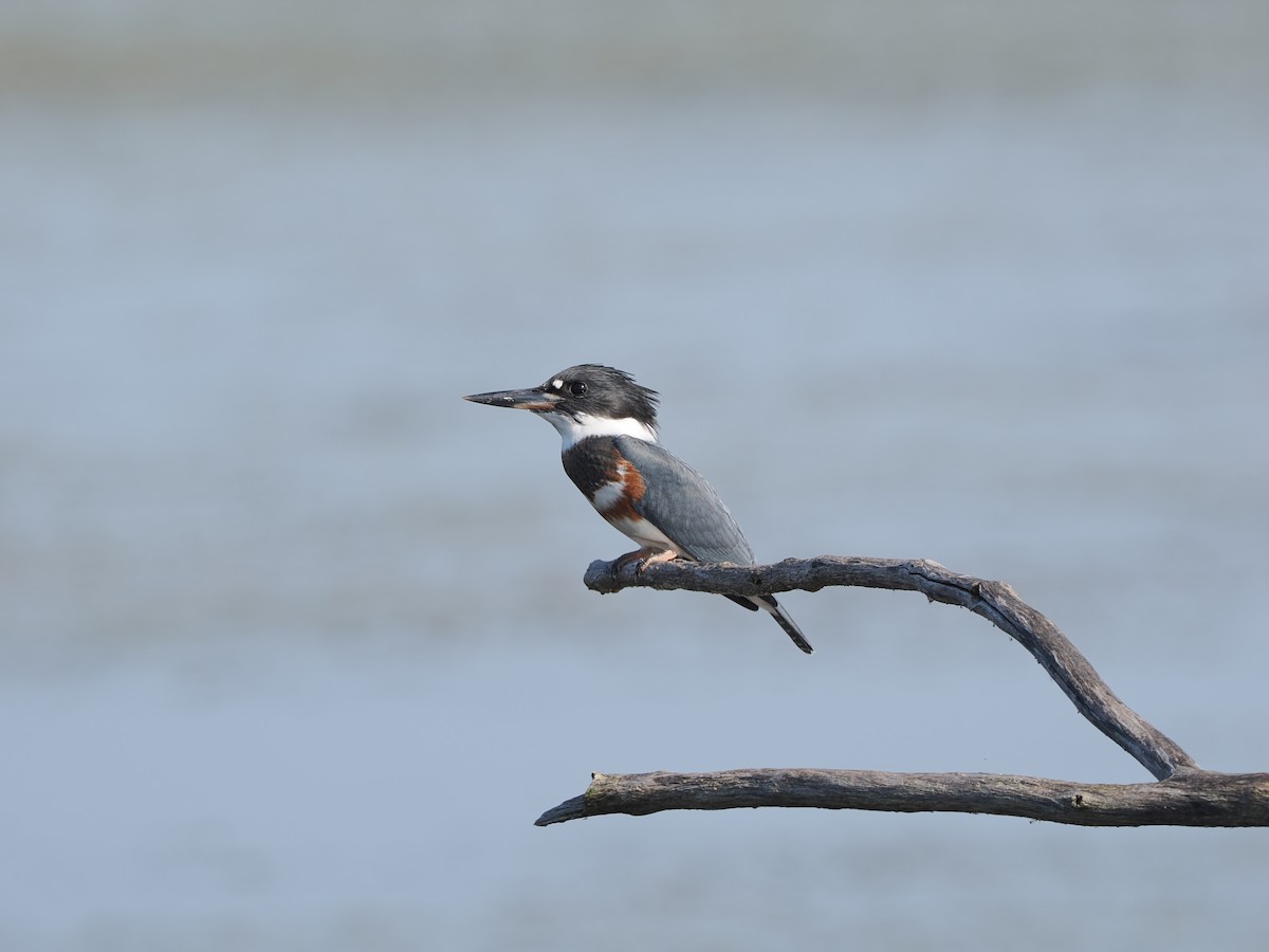 Belted Kingfisher - ML623446985