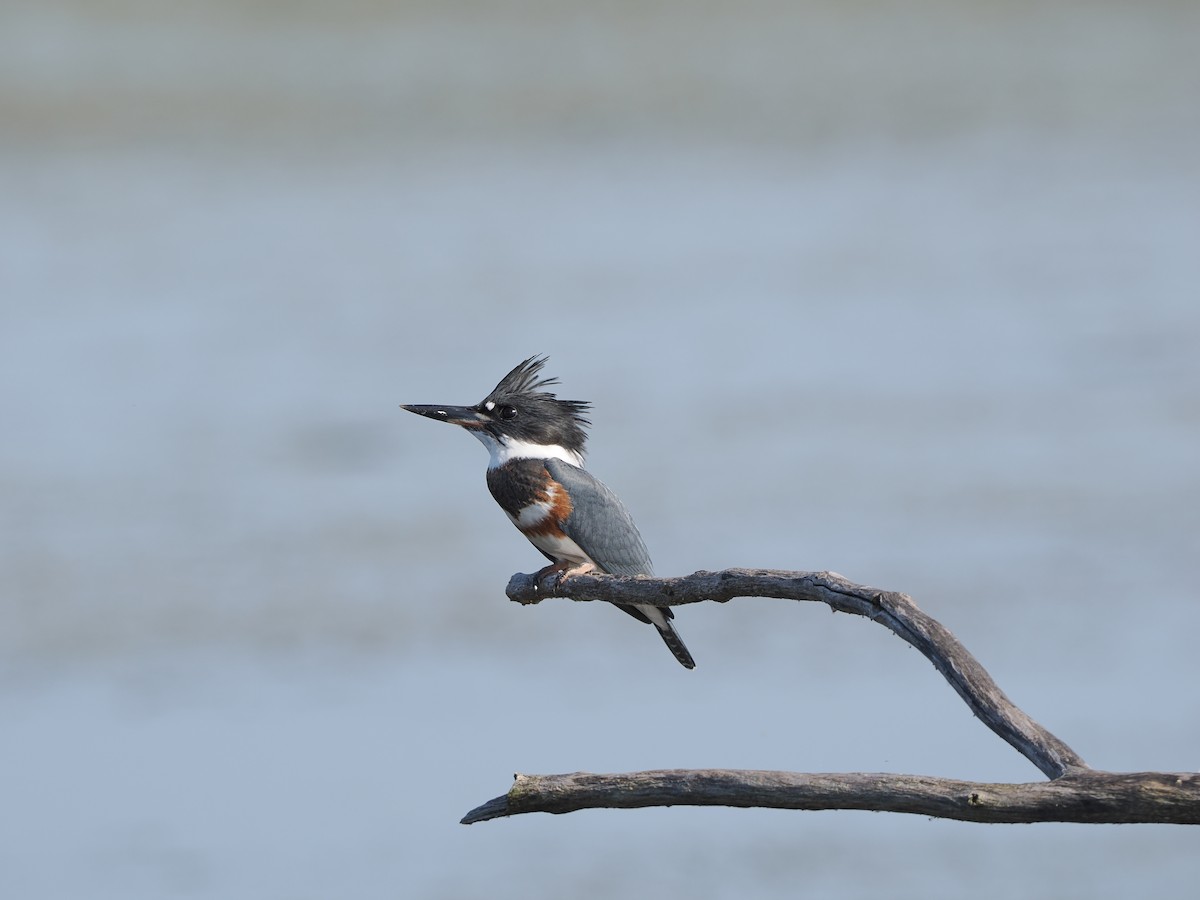 Belted Kingfisher - ML623446986