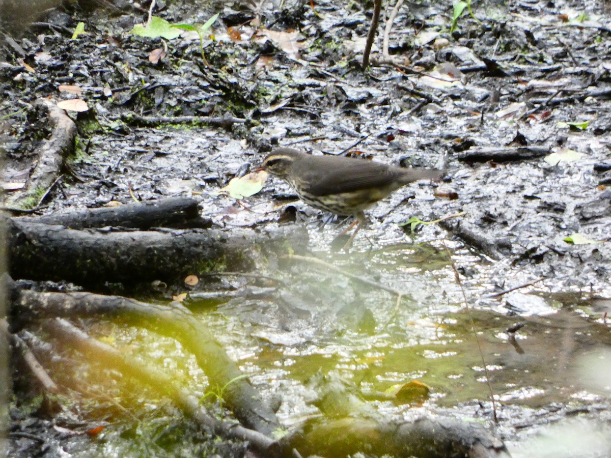 Northern Waterthrush - ML623447041