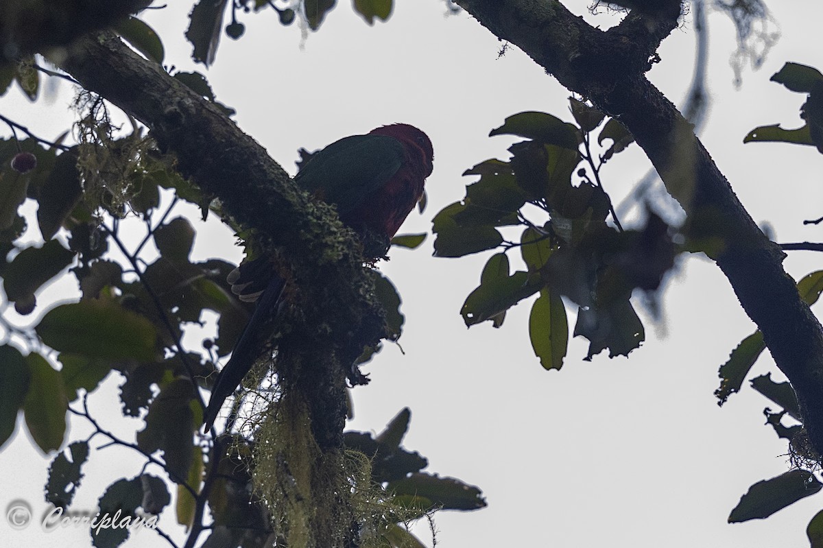 Moluccan King-Parrot - ML623447043